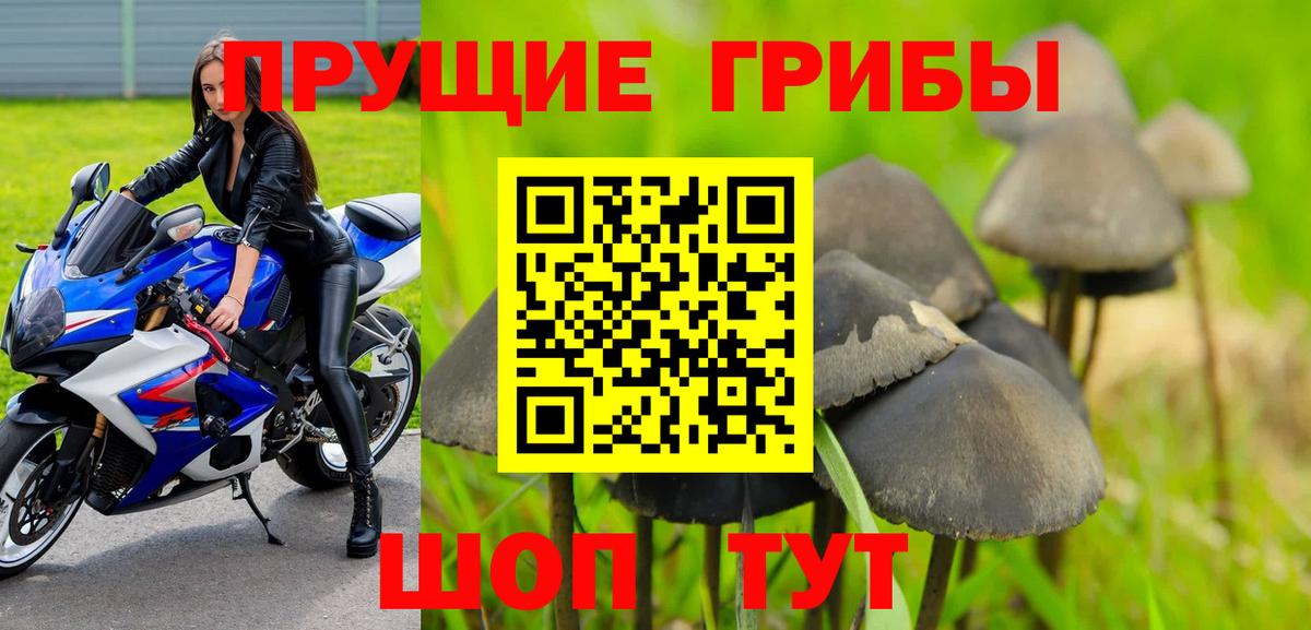 Каменка  Псилоцибиновые грибы Cubensis  наркошоп  Вход с VPN  Галлюциногенные грибы мухоморы 